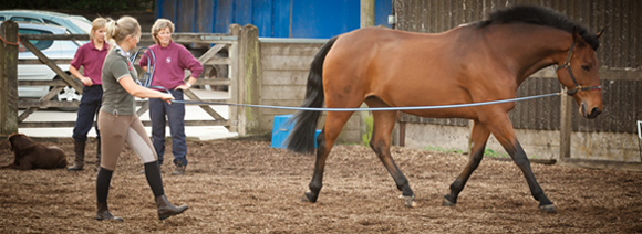 Karen and Anna have owned horses and dogs for many years.